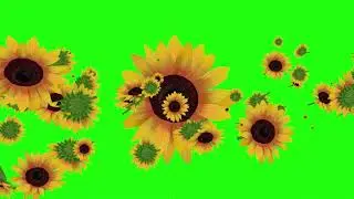 Sunflower | Plants | flowers | Sunflowers Green Screen Effects
