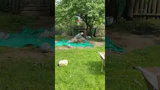 ПРОДОЛЖАЕТСЯ БОРЬБА ЗА ШЕРСТЬ 😁 #собакадруг #кавказскаяовчарка #Байкал