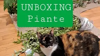 UNBOXING PLANTS PIANTE ORDINE ONLINE VIVAIO SASSI GARDEN hoya, anthurium clarinervum ceropegia woody