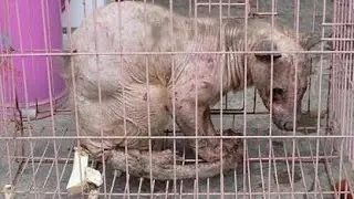 Tips mengobati musang terkena scabies atau jamuran dan bulu rontok atau hairlos palm civet