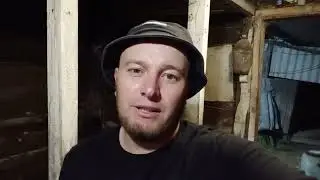‼️## Кастрация поросёнка с паховой грыжей ## ‼️