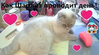 Как моя кошка проводит свой день! Озвучка.