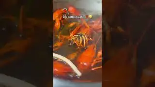 Без комментариев 🦞😁 #раки #seafood #ракиоки #живыераки #вареныераки #крабы #креветки #еда