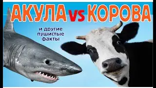 Пушистые факты
