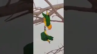 real friend II parrots II nature