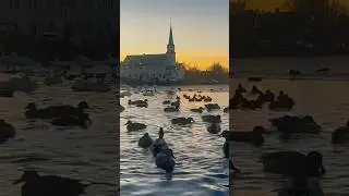 Tjörnin Lake Reykjavik ,Iceland 🇮🇸