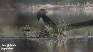 La Golondrina se asea mientras la Gallineta corre sobre el agua
