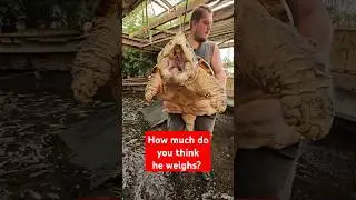 Kong the Snapping Turtle: How much does he weigh?