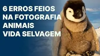 Maiores erros de iniciantes na fotografia de animais e vida selvagem