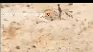 БАТКЕНДЕГИ АТЫШТА ТИРУУ КАЛДЫ 😱😱 ТЕЗ КОР