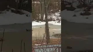 Утки прилетели на родной пруд, свадьба у них🤗