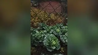 Размышление о климате.