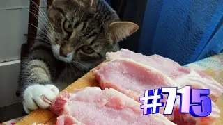 Минутка позитива с кошками✨💕😻🐾