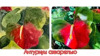 Цветок антуриума акварелью! Акварельный скетчинг.