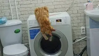 Симбочка и стиральная машина😺😍