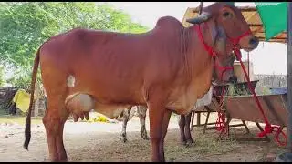 gir Cow seller patan kishangarh ajmer rajsthan 9928787671