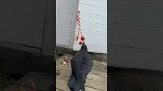 #animal #ravenbird #raven #воронгоша #birds #commonraven #crow #животные