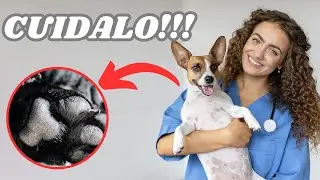 CONSEJOS PRÁCTICOS para las PATITAS de tu PERRO 🐾🌿
