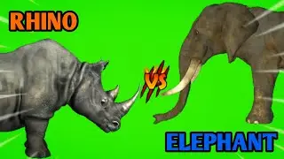 Rhino vs Elephant | Animal Green Screen | Animal Animation‼️
