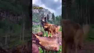 Чеченцы волки.... вот почему так близок волк Чеченцам.