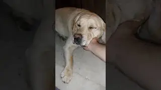 Gapudi AC Ke Maje Le Raha Hai 😂 #sourshy #dog #shorts #minivlog #adorable #lovable #ashortaday #vlog