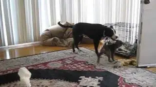 Lab Pit mix playing with Weimaraner puppy