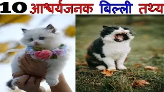 10 Amazing Facts About Cat | बिल्ली के बारे में 10 आश्चर्यजनक तथ्य | Facts About Cats