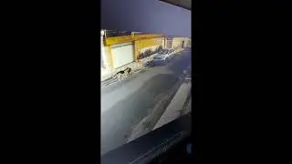 Brazilian Woman run over dogs