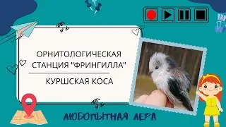 Ловушка для птиц