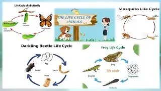 LIFE CYCLE OF ANIMALS  l  FROG, BUTTERFLY, MOSQUITO and BEETLE-COMPILATION