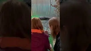 Little girl feeding Wally Gator 😊 #thesnakepitduluth #rhillsturtleshellter #americanalligator
