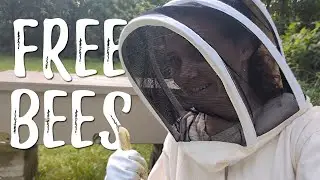 Catching a WILD SWARM for FREE BEES!