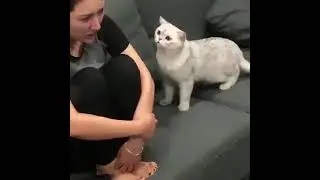 Kucing lucu - mau aku ambilkan tisu bunda