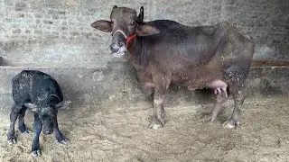 78887-75927 , ਬੂਰੀ ਝੋਟੀ ਸੇਲ ਪਿੰਡ ਚੀਮਾ ਜਿਲਾ ਬਰਨਾਲਾ