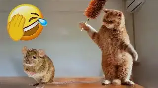 😹 When Cats Are So Silly 😹 I will die laughing 🤣🐱 Best Funny Animals 2024 🤣😻