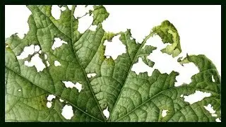 LEAVES book overview