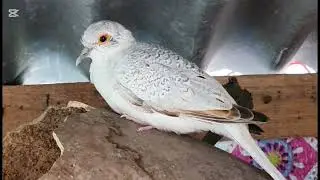 Daimond Dove ডায়মন্ড ঘুঘু