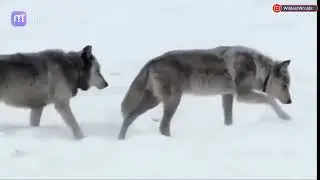 Wolves - The Wolf Pack (Druid Peak Pack Yellowstone) Famous Wolf 21 and Wolf42| Lemar Valley HD | P1