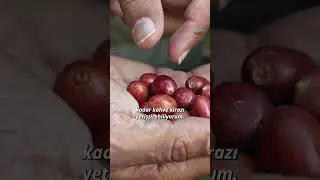 Almanya’dan Getirdiği Kahve Fidanını Antalya’da Ekti Ve Bu Sayede Kahve Çiftliği Kurdu
