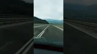 O porquiño