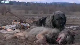 Собаки в деле , 5 пород собак, способных победить волков