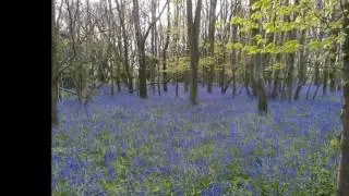 SECRET BLUEBELL WOODS