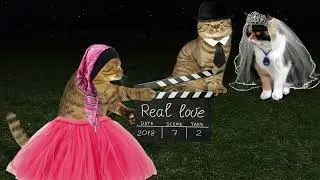 Совет да любовь? 👰❤️🤵 ➤ Кошка Чечня БлоХер