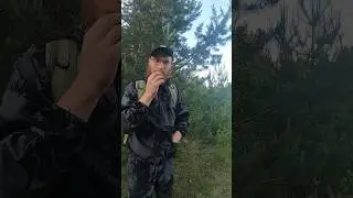 Шишки за место еды!  #выживалыч  #дикаяприрода #выживание  #бушкрафт