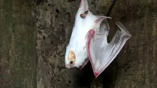 The Northern Ghost Bat Won't Scare You