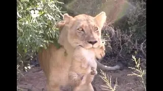 Lioness carrying cubs