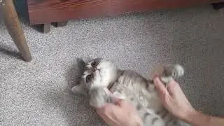 Танцующий кот