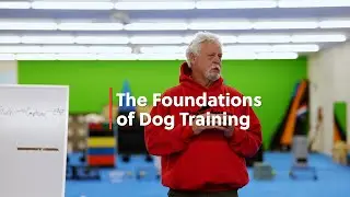 Foundations of Dog Training | Detection Dog Training with Kevin Sheldahl