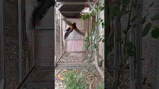 olah raga dipagi hari
