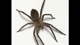 Что? Что? Паук??? Spore!!!